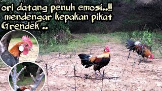 MIKAT AYAM HUTAN TERBARU.. #KEPAKAN PIKAT GRENDEK..MEMBUAT  AYAM HUTAN ORI DATANG PENUH EMOSI..!!!