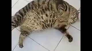 Самый толстый кот Самый толстый кот