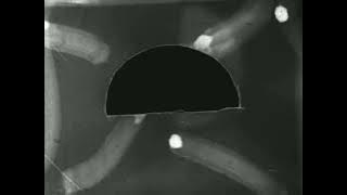 Old Film Overlay Black Screen (Free To Use)