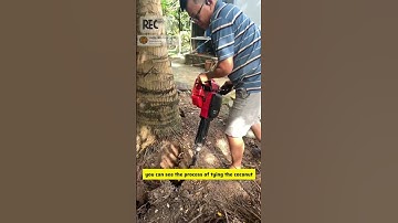 bất ngờ máy đục bứng gốc dừa cực nhanh #garden #miềntây