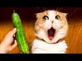 Funny Cat Reactions - Cute Pet Videos 😻😻😻
