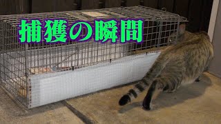 刺身しか食べない生意気な猫ちゃんを捕獲できるか？【後編】