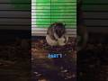 ​Just a tiny squirrel living her best life. #FlyingSquirrel #PetSoftheWeek