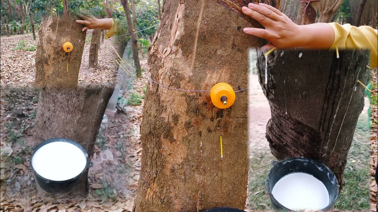 เปลี่ยนจะกรีดยางมาเป็นเจาะ ไม่ต้องลุกไปกีดกันกลางคืนก็ได้ สบายมาก ทำช่วงบ่ายก็ได้