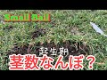 小麦起生期の茎数なんぼ？追肥は？
