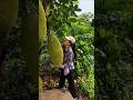 How Jackfruit is transformed into premium flour in China