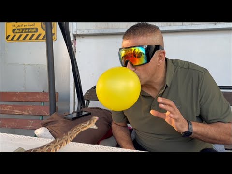 اخطر تحدي مع افعى سامه جمال  افعى خطيرة مع جمال العمواسي