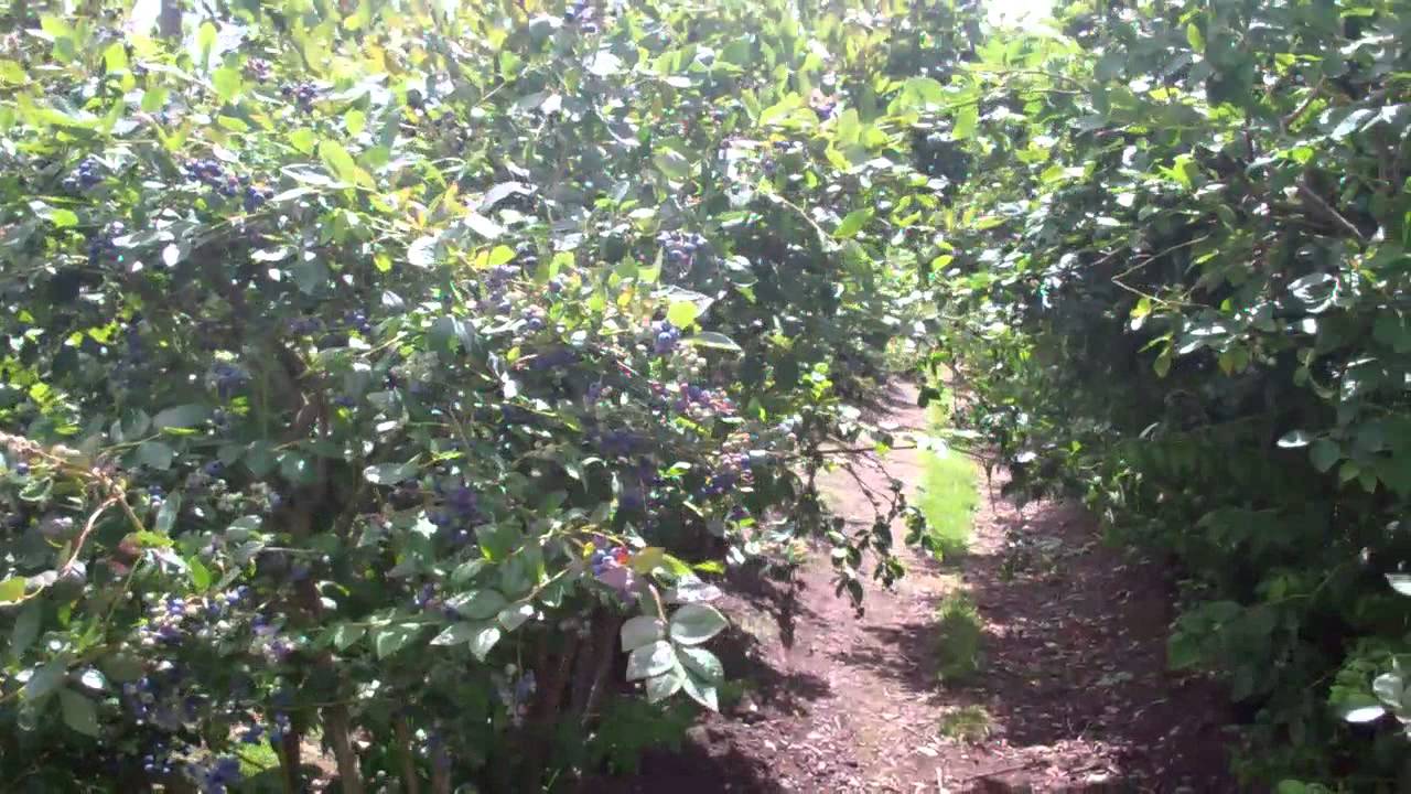 Blueberries Kenalla Enterprises, West Melton, Christchurch, NZ (Part 2