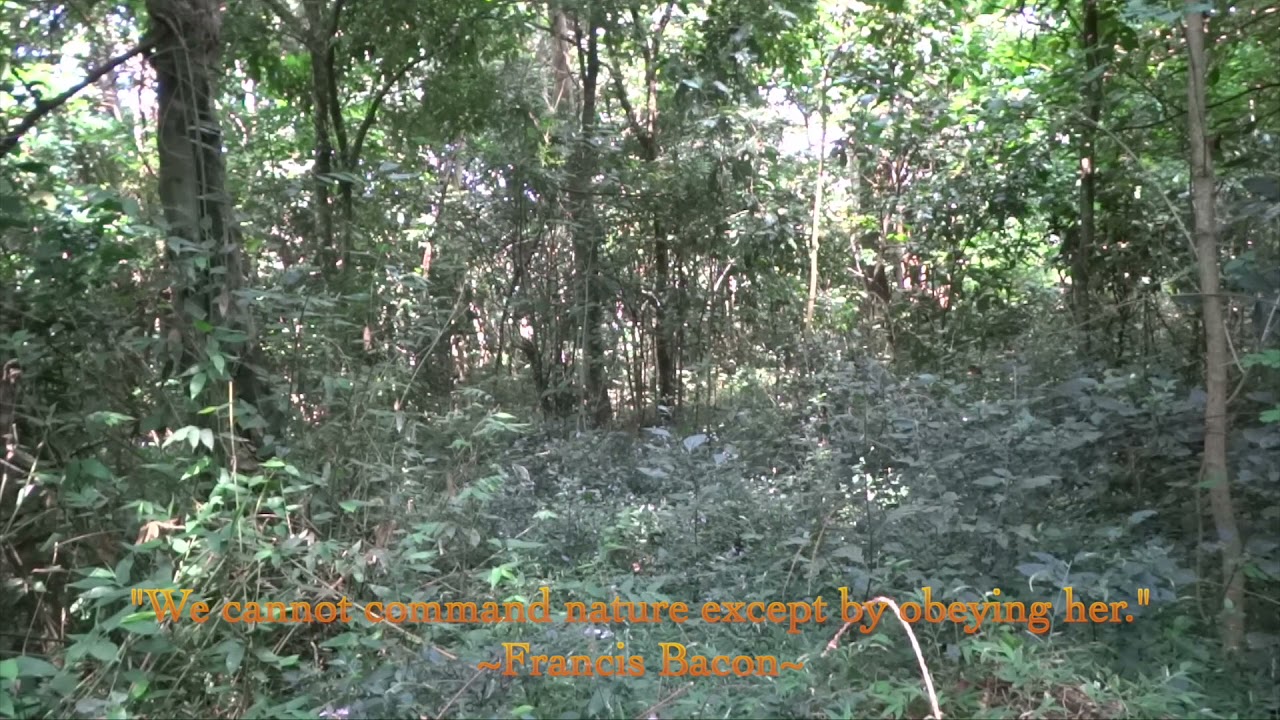 Forest Calmness-Bird Sounds #Wellness#Relaxation#Meditation