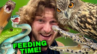 Feeding ALL my ANIMALS!