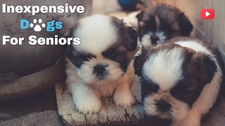 Inexpensive dogs for Seniors by Simple Dog Facts 1,639 views 1 year ago 13 minutes, 58 seconds