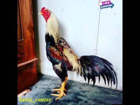 Ayam Jago Dj Mp3 By Sam Nugraha