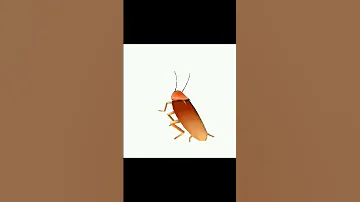 لا يا العباس كرنج 