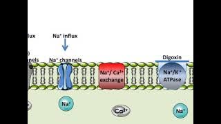 Digoxin - Mechanism of Action