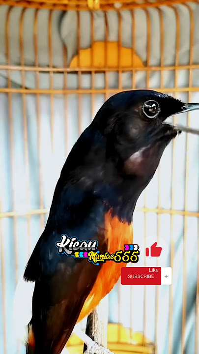 MULUT HAMPIR SOBEK MURAI BATU INI❗ (murai batu gacor ) #pancinganmuraibatu