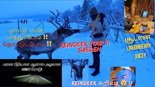 Reindeer Experience | Thrilling Drive to Abisko | Sweden | Kiruna Vlog Finale|Tamil vlog