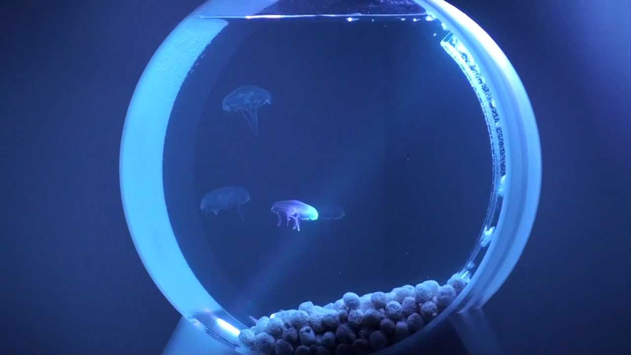 My Desktop Jellyfish Tank (pet jellyfish) - YouTube