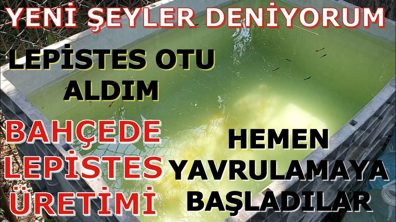 Yeşil Suda Lepistes Üretimi