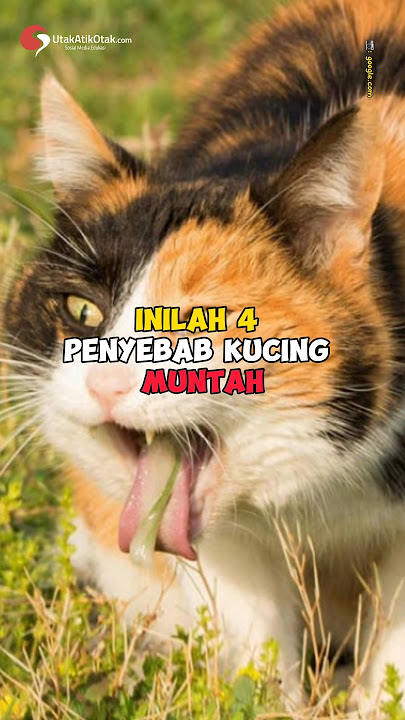 4 Penyebab Kucing Muntah #shorts #kucing #kucinglucu #kucingimut #kucingkampung #chat #animals