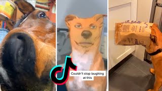 UNBELIEVABLE!! I DOUB you didn't laugh at TikTok's Animals 😂