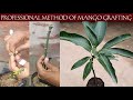 The professional method of mango grafting  mango grafting  gardening 4u