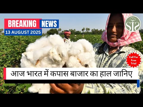 सम्पूर्ण भारत के कपास बाजार पर एक नजर😀 aaj ka kapas ka bajar bhav cotton marker rate today #kapas