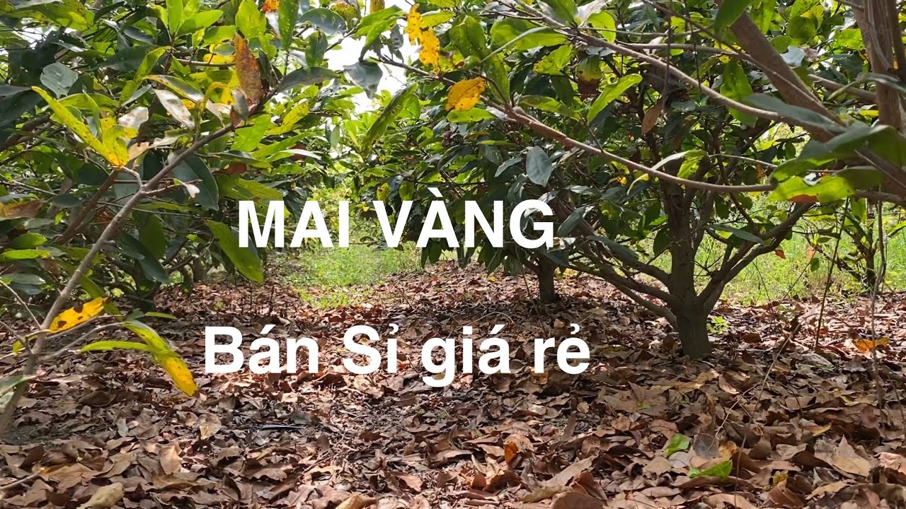 Bán vườn mai lá giá Rẻ 18-25 hoành.