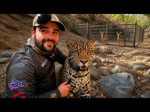 Capturando Animales Salvajes con Trampas en el Bosque