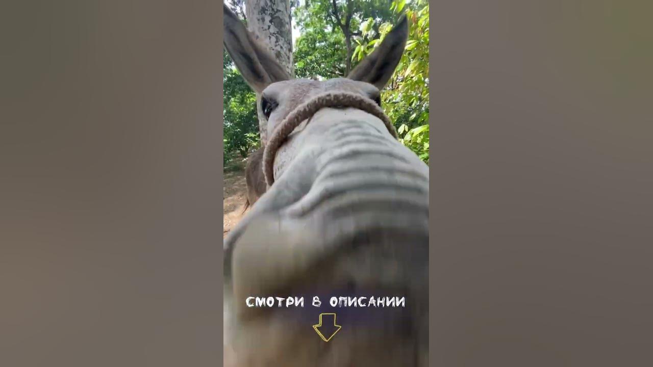 Экскурсии Кайо Коко Куба 2021