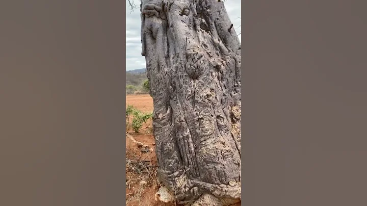 Baobab tree upclose #trees #travel#nature #Kenya