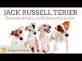 El perro jack russell terrier