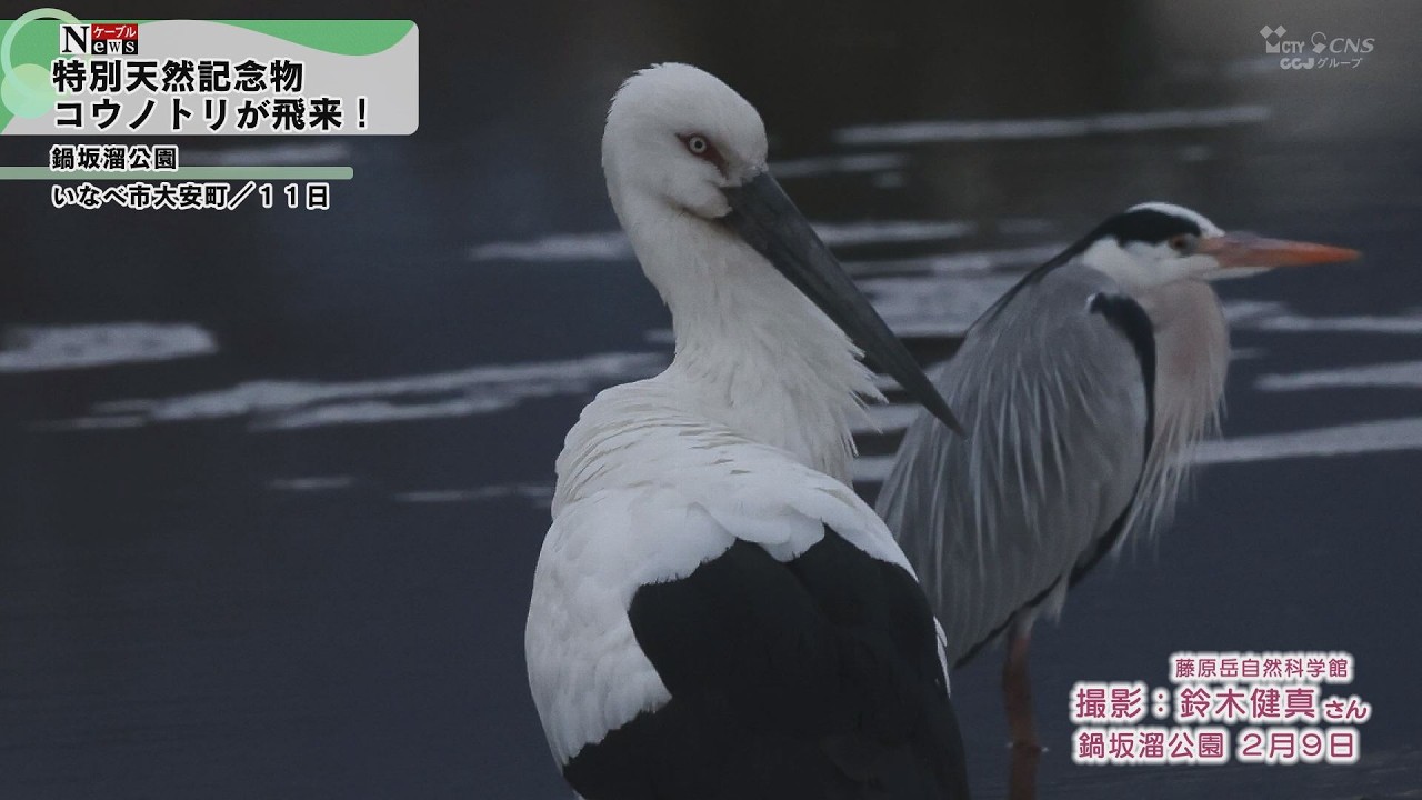 Cable News] Storks arrive in Taian-cho, Inabe City - YouTube