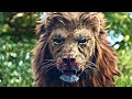 PREY UNCAGED (2016) Film Explained Hindi / Urdu | Slasher Lion Movie Summarized