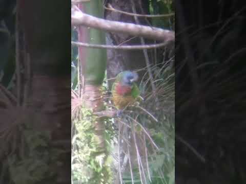 Saint Lucia Amazon Parrot