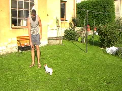Video: Jak Vycvičit štěně Jack Russell Teriéra Doma