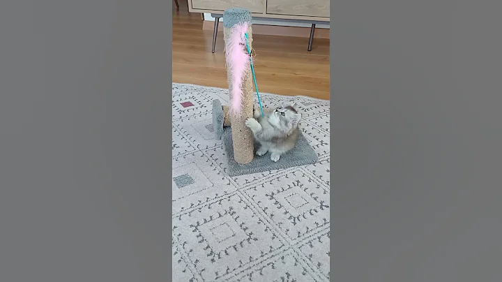 Video 11260201: british munchkin cat, kitten munchkin british, munchkin cats catlover, britishlonghair cat kitten