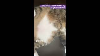 Tamale's Maple Leaf on her tummy by Me and My Best Friends 49 views 1 year ago 29 seconds