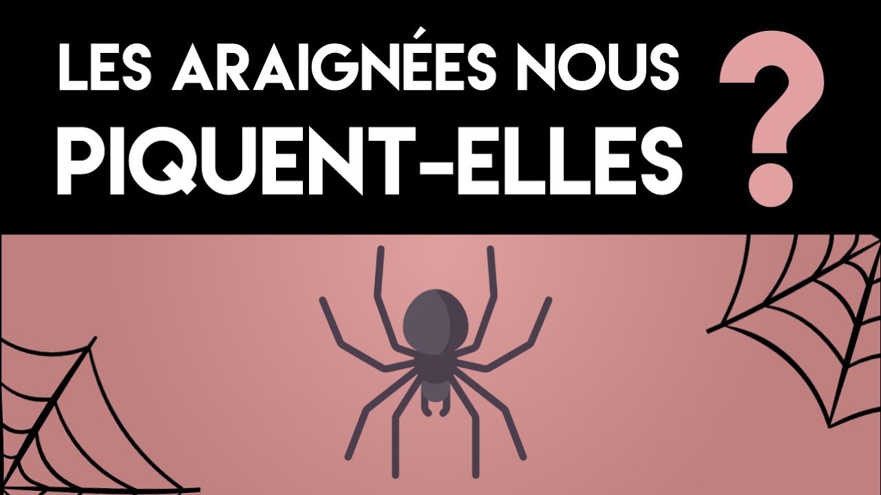 Les Araignees Nous Piquent Elles Vraiment Levraidufaux 22 Youtube