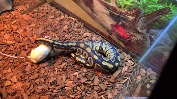 Ball python SLOW MOTION STRIKE