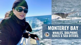 Monterey Ocean Preserve Whale Cruise: Best To View Whales, Dolphins, Sea Lions, Seals & Sea Otters