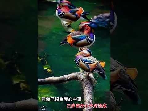 不應再猶豫 live by Coby Tom Conrad 譚日康 （原唱，蔡國權）粵語歌詞