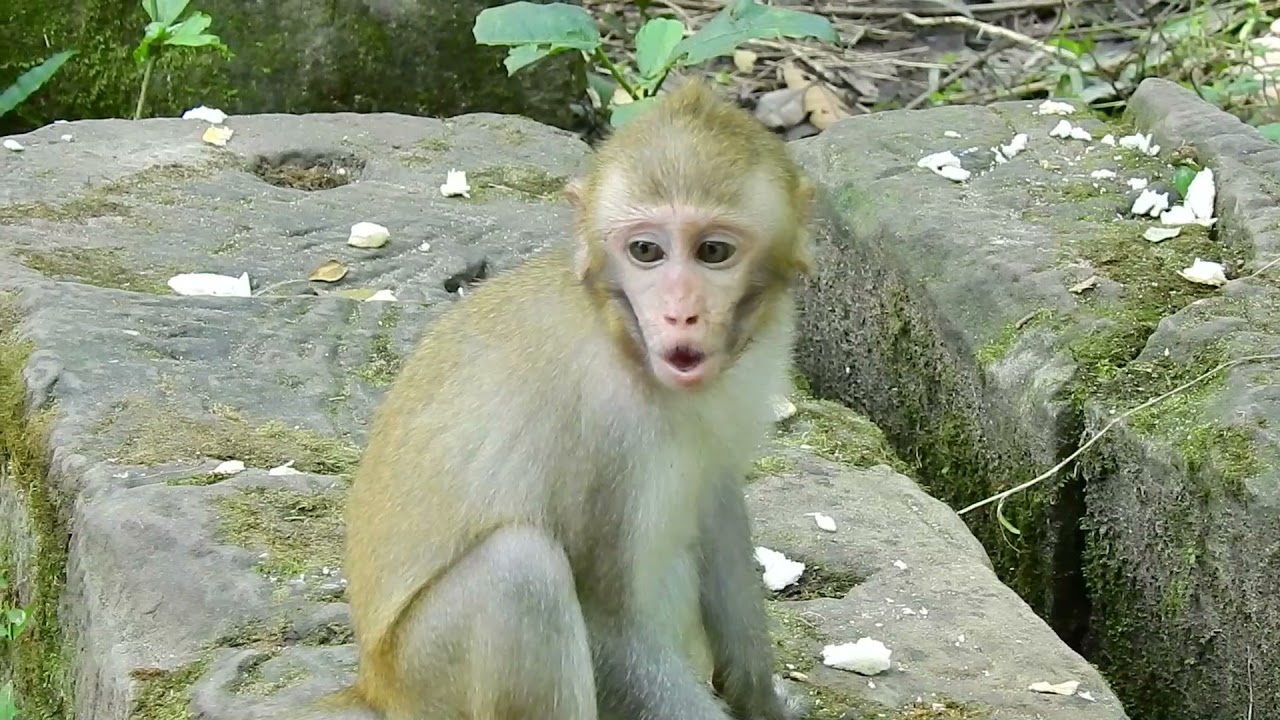 Terrible Hurt Rojo Bruno Bit Popoy Scream Loudly So Sad