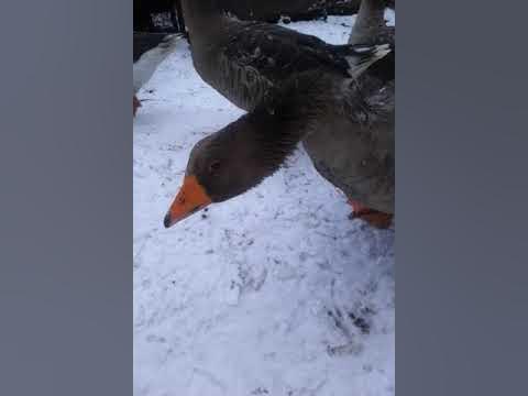 сірі гуси - YouTube
