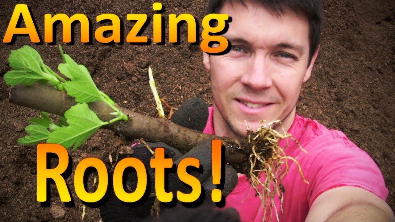 Wow!  These Fig Cuttings Rooted Without Any Help | Easy Fig Propagation Method