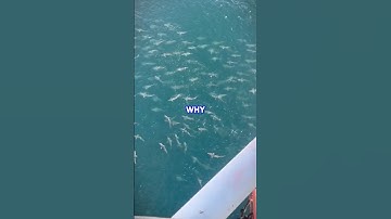 Why Oil Rig Workers Are TERRIFIED Of The Ocean 😱