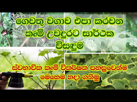 වගාවට එන කෘමීන් මට්ටු කරන කෘමි විකර්ෂක පහසුවෙන්ම හදා ගන්නේ මෙහෙමයි | Insect repellent