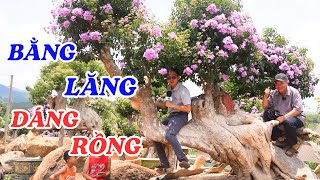 Vườn bằng lăng trăm tỷ, đẹp mê hồn của cặp vợ chồng ở Gia Lai  ĐỘC LẠ BÌNH DƯƠNG