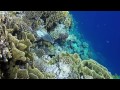 Неимоверные красоты Красного Моря: обитатели коралловых рифов. Часть 1