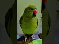 mithu😍#nonstoptalkingparrot #talkingparrot #parrottalking #mithukibatain #viral #trending #hype #fyp