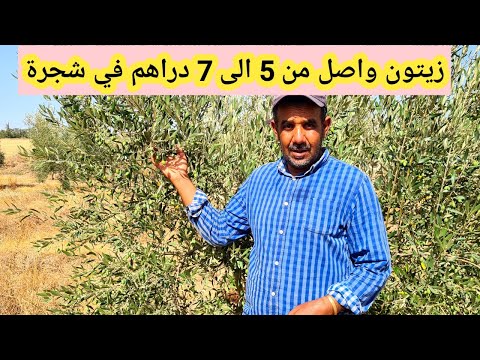 شحال واصل ثمن زيتون في الشجرة اليوم